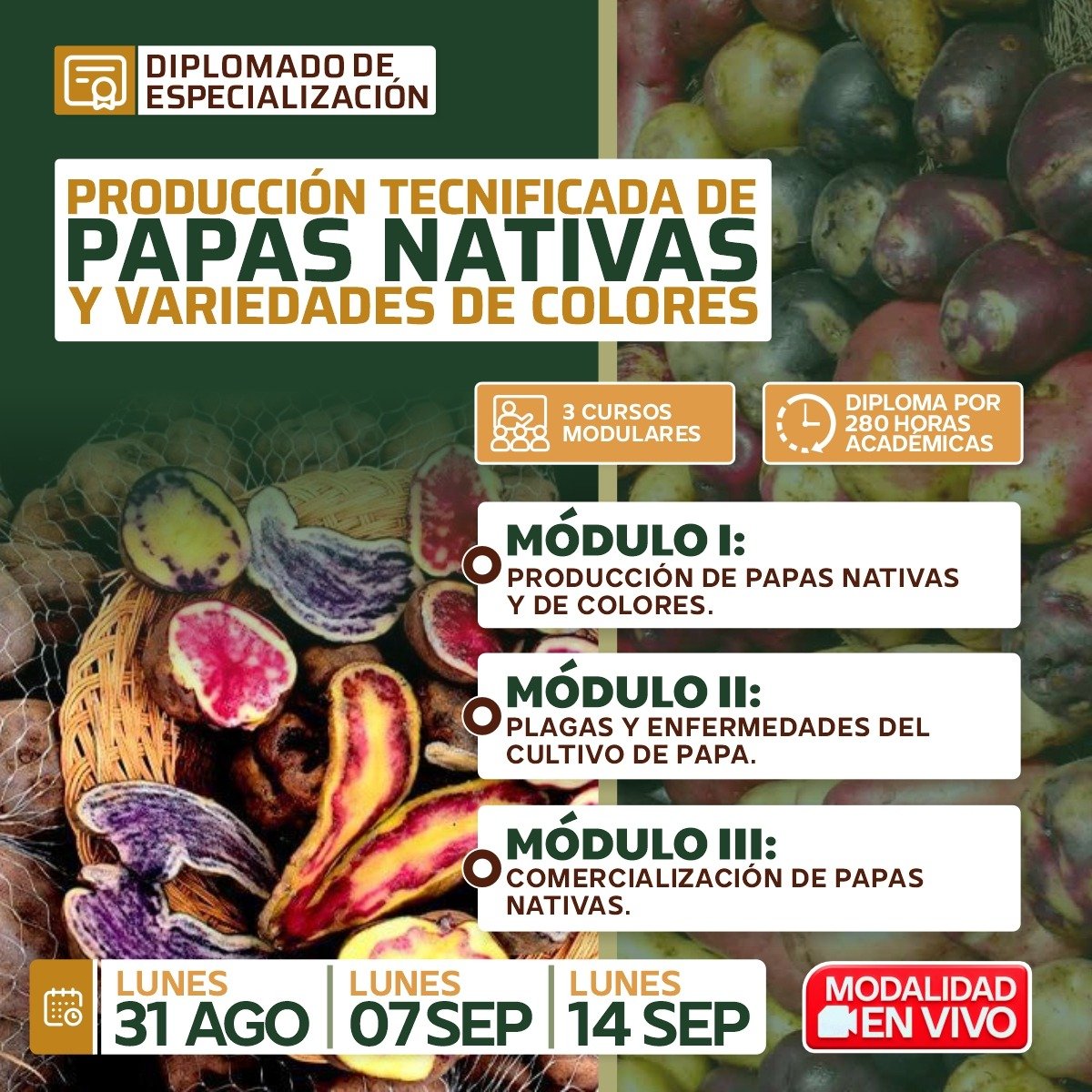 Producción Tecnificada de Papas Nativas y Variedades de Colores