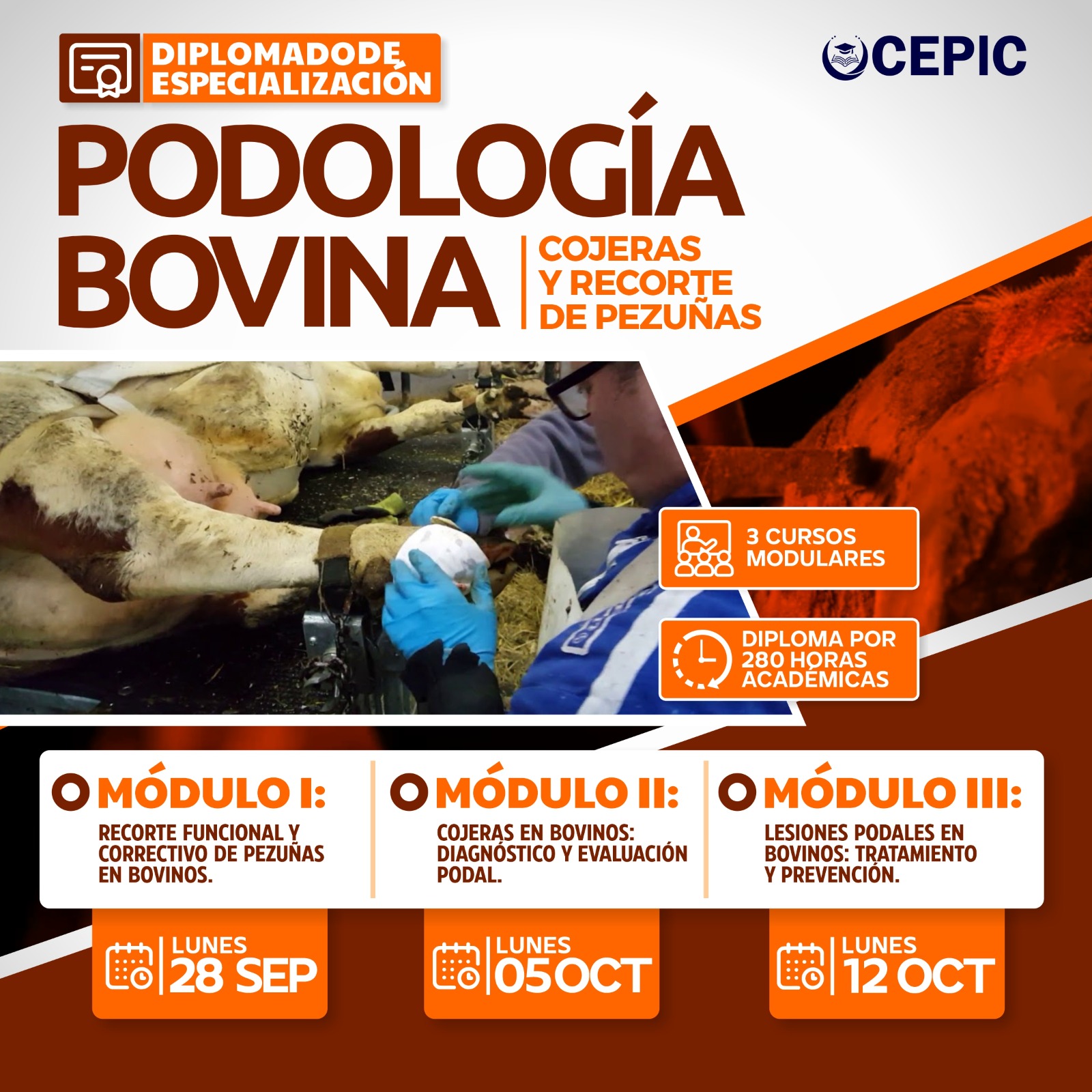 Podología Bovina: Cojeras y Recorte de Pezuñas