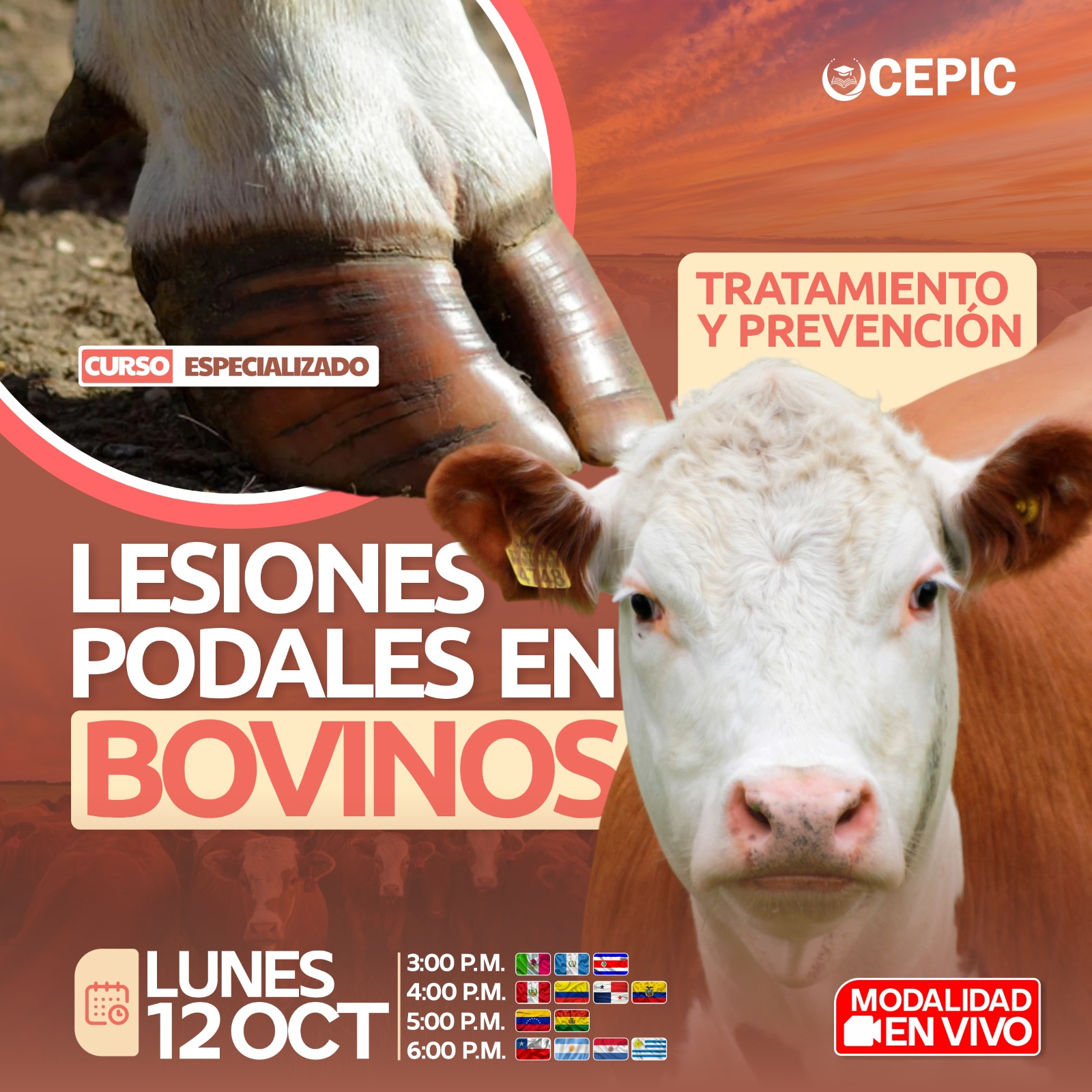 Lesiones Podales en Bovinos: Tratamiento y Prevención