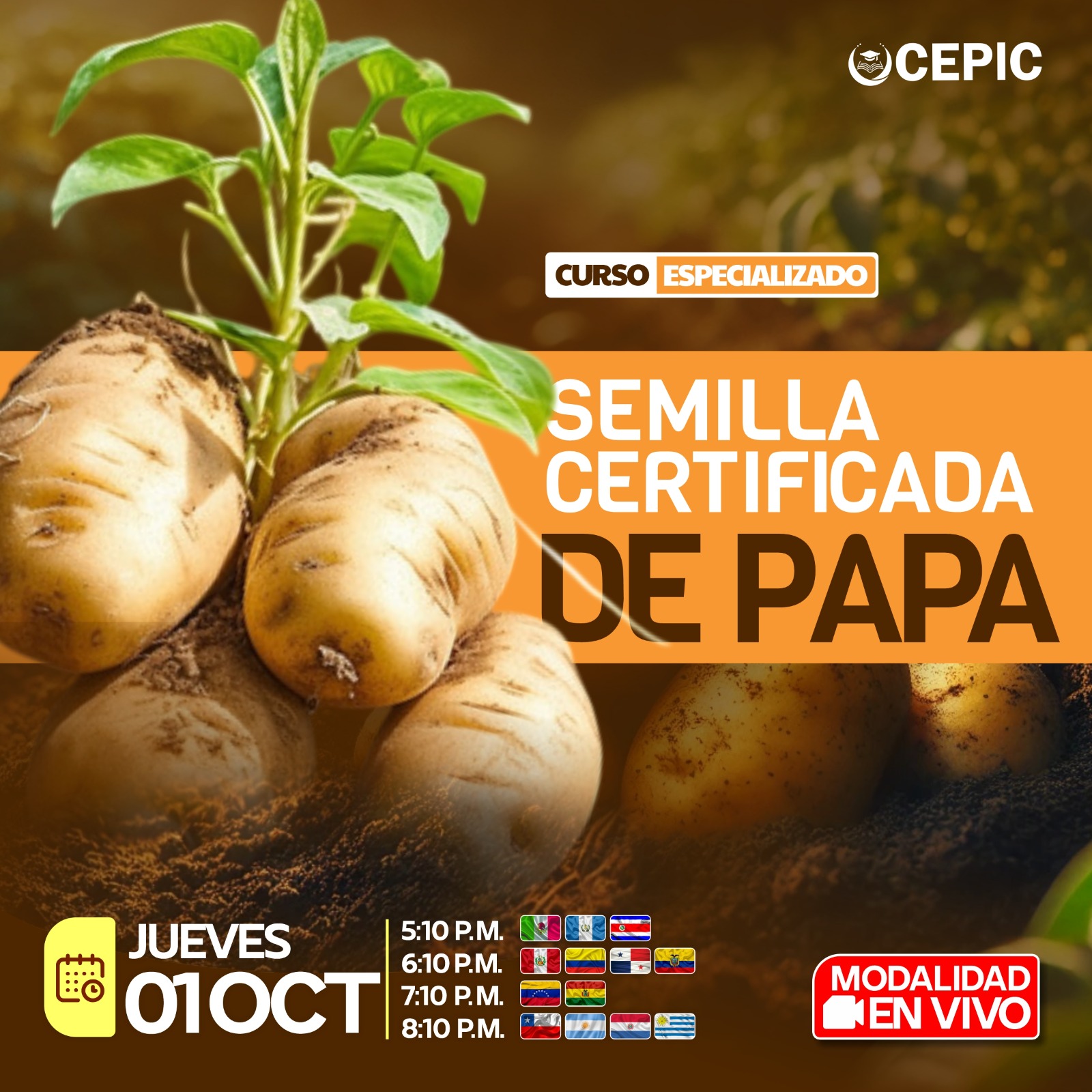 Semilla Certificada de Papa