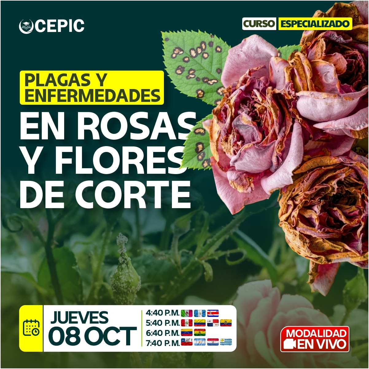 Plagas y Enfermedades en Rosas y Flores de Corte
