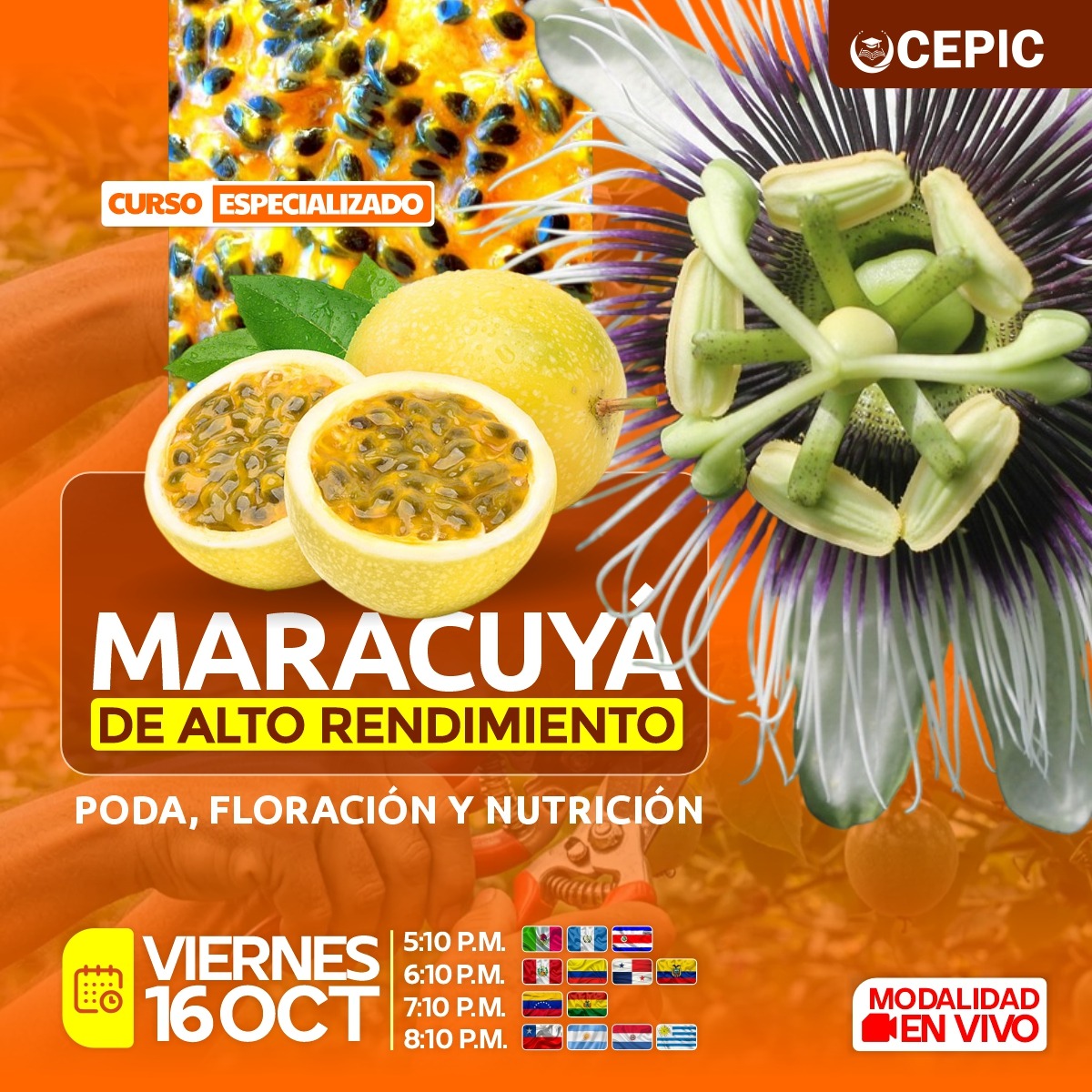 Maracuyá de Alto Rendimiento: Poda, Floración y Nutrición